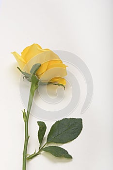 Tenderness of yellow rose