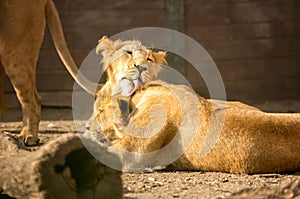 Tenderness young lions