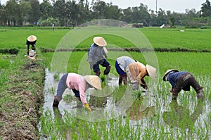 Tending Rice Plants