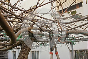 Tending to Nature\'s Bounty: Manual Pruning of Kiwi Tree photo