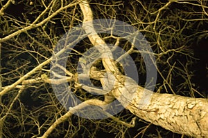 The tendons or branches of a deciduous tree at night from bottom to top