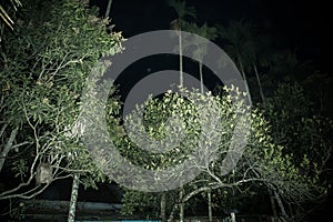 The tendons or branches of a green tree at night from bottom to top