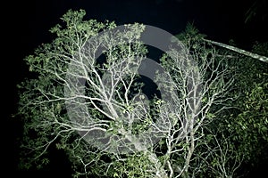 The tendons or branches of a green tree at night from bottom to top