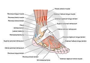 Tendons of the foot photo