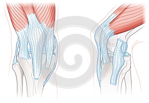Tendons of the knee, Anatomy. Illustration