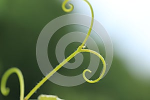 Tendril - background