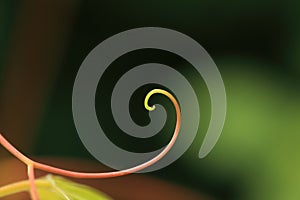 Tendril - background