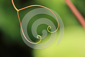 Tendril - background photo