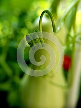 Tendril of a butternut squash plant