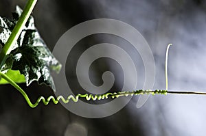 Tendril photo