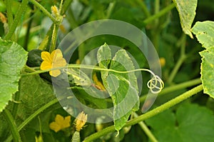 Tendril of cucumber