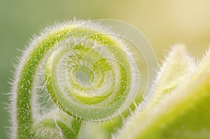 Tendril of green climbing plant growing in a spiral form.