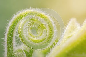Tendril of green climbing plant growing in a spiral form. photo