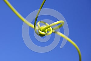 Tendril intertwined against blue sky, macro image