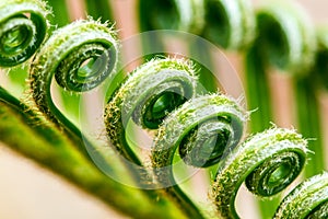 A tendril, macro of plant photo