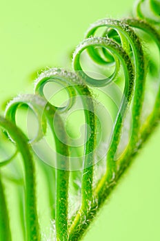 Tendril of plant