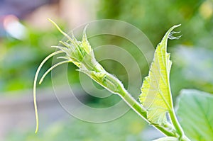 Tendrill of bottle gourd