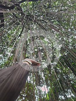Tendrils of a banyan tree