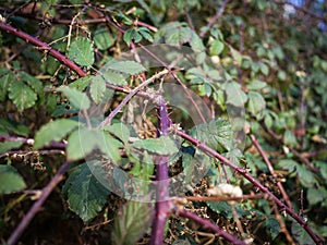 Tendrils of a blackberry bush in winter.