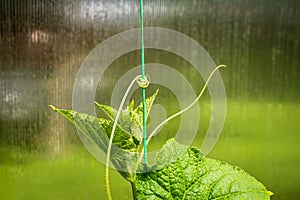Tendrils of the cucumber plant