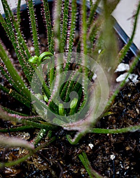 tendrils of the drosera filiformis