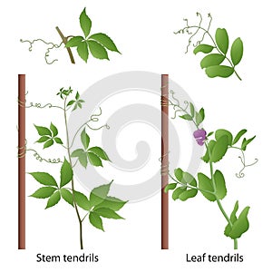 Tendrils help the plant to climb a support. Thigmotropism