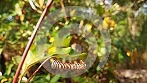 Tendrils of the passion fruits tree