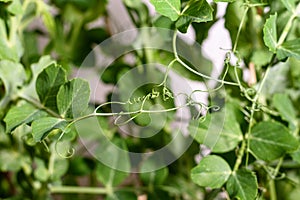 Tendrils of pea plants tangled together