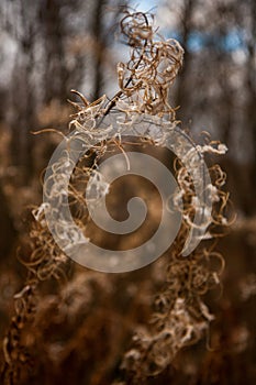 The tendrils of the plant Ivan tea from a kind of fireweed in late autumn