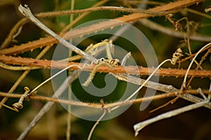 Tendrils of plants between thorny bushes