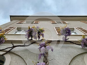 The tendrils of a purple-flowering Wisteria grow up the facade of an old house