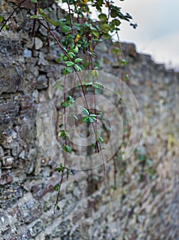 Tendrils of a rose bush hang from a medieval wall.