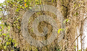 Tendrils of Spanish Moss