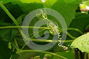 Tendrils of vine vegetable in cucurbits photo