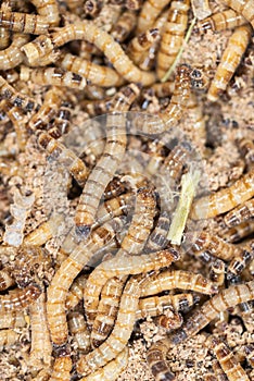 Tenebrio molitor - Mealworms