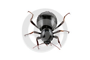 Tenebrionid beetle