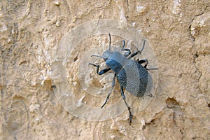 Tenebrionidae beetle