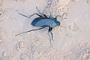 Tenebrionidae beetle photo