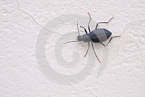 Tenebrionidae beetle