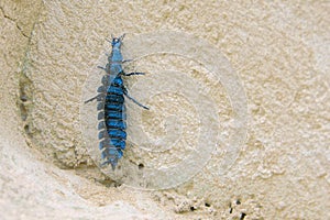 Tenebrionidae larva photo