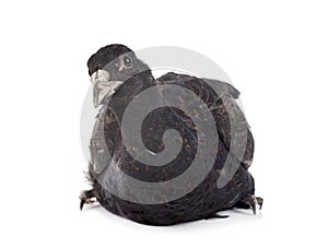 Tenebrosus pheasant in studio