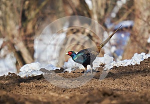 Tenebrosus pheasant in the forest photo