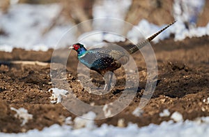Tenebrosus pheasant in the forest photo