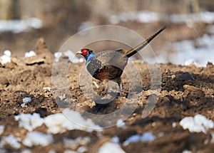 Tenebrosus pheasant in the forest photo