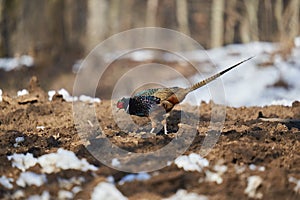 Tenebrosus pheasant in the forest photo