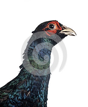 Tenebrosus pheasant in studio