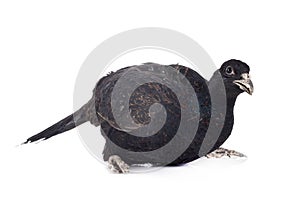 Tenebrosus pheasant in studio photo