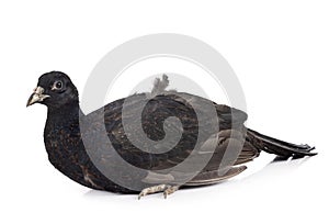 Tenebrosus pheasant in studio