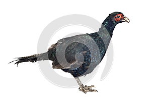 Tenebrosus pheasant in studio