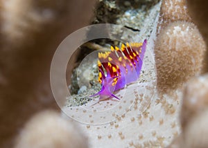 Tenellia sibogae nudibranch - sea slug purple body